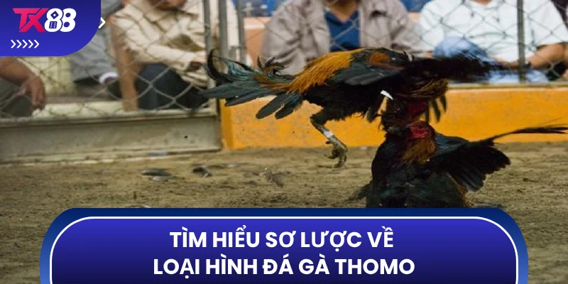 Tìm hiểu sơ lược về loại hình đá gà Thomo